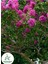 Pembe Renk Oya Ağacı 30-60CM 1 Adet Saksılı Bahçe Bitkisi(Lagerstroemia Indica) 1