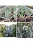 Agave Salmiana Saksılı Doğa Flora 1
