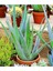 Aloe Vera - Aloevera 1
