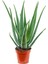 Aloe Vera - Aloevera 2