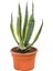 Agave Lopantha + Hediye Kaktüs 1