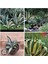 Agave Americana Fidesi Kampanya 1