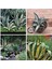 Agave Americana Fidesi Kampanya 1