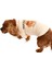 Küçük ve Orta Irk Köpek Sweater - Lammi 3