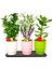 Renkli Mini Bonsai 3 Lü Set & Sukulent Lavanta Taflan Canlı Bakımı Kolay Seramik Saksıda Hediye 1