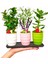 Renkli Mini Bonsai 3 Lü Set & Sukulent Lavanta Taflan Canlı Bakımı Kolay Seramik Saksıda Hediye 2