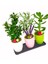 Renkli Mini Bonsai 3 Lü Set & Sukulent Lavanta Taflan Canlı Bakımı Kolay Seramik Saksıda Hediye 3