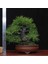 Japon Karaçamı Bonsai NO.574 3