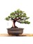 Ardıç (Çin Ardıcı) Bonsai Telleme Kiti - No.3 2