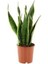 Paşa Kılıcı Sansevieria 70-80 cm 1