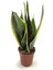 Paşa Kılıcı Sansevieria 70-80 cm 2
