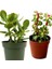 2 Tür Para Ağacı Crassula Ovata+Yeşim Ağacı 1