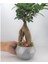Ficus Ginseng Bonsai & Gri Geometrik Beton Saksıda Hediyelik Canlı Çiçek 1