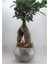 Ficus Ginseng Bonsai & Gri Geometrik Beton Saksıda Hediyelik Canlı Çiçek 2