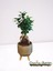 Dekoratif Saksıda Bonsai Ficus Ginseng 1