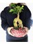 Ficus Ginseng Bonsai & Kırmızı Vane Beton Saksıda Hediyelik Canlı Çiçek 2