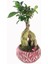 Ficus Ginseng Bonsai & Kırmızı Vane Beton Saksıda Hediyelik Canlı Çiçek 3