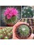 Mammillaria Spinosissima Kaktüs 5.5 Saksıda 1