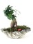 Ficus Ginseng Bonsai & Gri Roda Beton Saksıda Hediyelik Canlı Çiçek 1