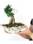 Ficus Ginseng Bonsai & Gri Roda Beton Saksıda Hediyelik Canlı Çiçek 2