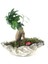 Ficus Ginseng Bonsai & Gri Roda Beton Saksıda Hediyelik Canlı Çiçek 3