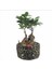 Ficus Ginseng Bonsai & Siyah Honey Beton Saksıda Hediyelik Canlı Çiçek 1