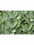 Adaçayı Fidanı Tüplü 1 Adet 15-25 cm 2