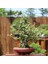 Üç Dişli Akçaağaç Bonsai - NO.650 1