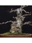 Üç Dişli Akçaağaç Bonsai - NO.650 3