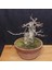 Üç Dişli Akçaağaç Bonsai - NO.650 4