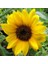 Süs Ayçiçeği Tohumu 50 Adet 1
