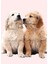 Golden Retriever Yavruları Tablo Ahşap Poster Dekoratif 1
