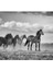 Brumby ve Sürü Tablo Ahşap Poster Dekoratif 1