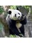 Ulusal Hayvanat Bahçesinde Dev Panda Bei Bei Tablo Ahşap Poster Dekoratif 1