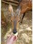 Sierra Leone Geyiği (Bushbuck) Tablo Ahşap Poster Dekoratif 1