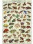 Frogs And Toads Of The World Poster Tablo Ahşap Poster Dekoratif 1