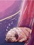 Uyuyan Pug Tablo Ahşap Poster Dekoratif 1