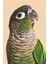 Yeşil Yanak Conure Tablo Ahşap Poster Dekoratif 1