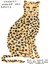 Leopard Davids Noktaları Yapamam Tablo Ahşap Poster Dekoratif 1