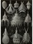 Deniz Anemonu - Ernst Haeckel Tablo Ahşap Poster Dekoratif 1