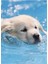 Sevimli Köpek Yavrusu Labrador Yüzme Tablo Ahşap Poster Dekoratif 1