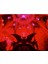 Devilman Crybaby Sabbath Tablo Ahşap Poster Dekoratif 1