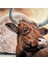 Inek Salers Auvergne Cantal Hélène Roux Hayvan Sanatı Hayvanlar Toros Ahşap Poster 1