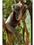 Koala-T Tablo Ahşap Poster Dekoratif 1