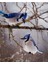 Blue Jays - Shirley's Bay, Ottawa Tablo Ahşap Poster Dekoratif 1