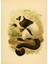 Madagaskar Adası'ndan Lemur Tablo Ahşap Poster Dekoratif 1