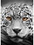 Jaguar Stare Tablo Ahşap Poster Dekoratif 1