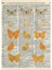 Ansiklopedi Kitap Sayfası Üzerinde Sarı Kelebekler, Monarch Butterfly Dictionary Ahşap Poster 1