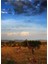 Serengeti, Tanzanya Tablo Ahşap Poster Dekoratif 1