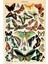 Papillon I Vintage Fransız Kelebek Tabloları, Adolphe Millot Tablo Ahşap Poster Dekoratif 1